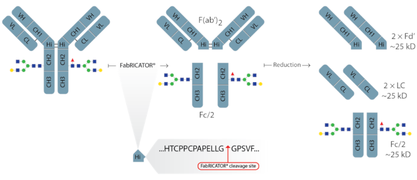 Genovis_FabRICATOR_2