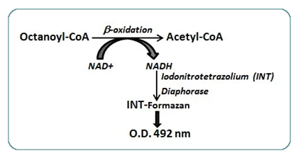 AssayGenie_Fatty_Acid_Oxidation_kit_02